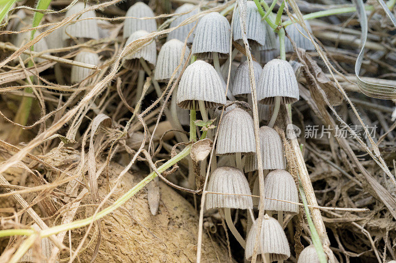 Fairy Inkcap, Coprinellus disseminatus in Berguedà province, Barcelona